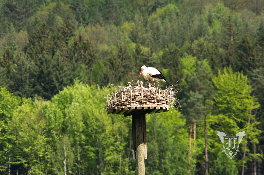 Weißstörche Foto: Jörg Ossenbühl