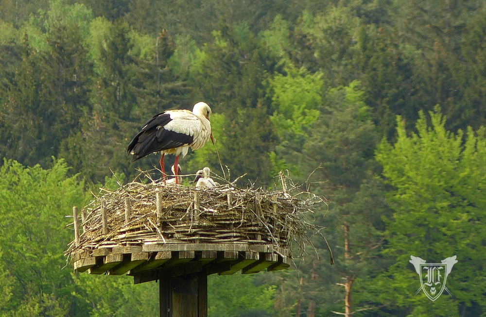 Weißstörche Foto: Jörg Ossenbühl