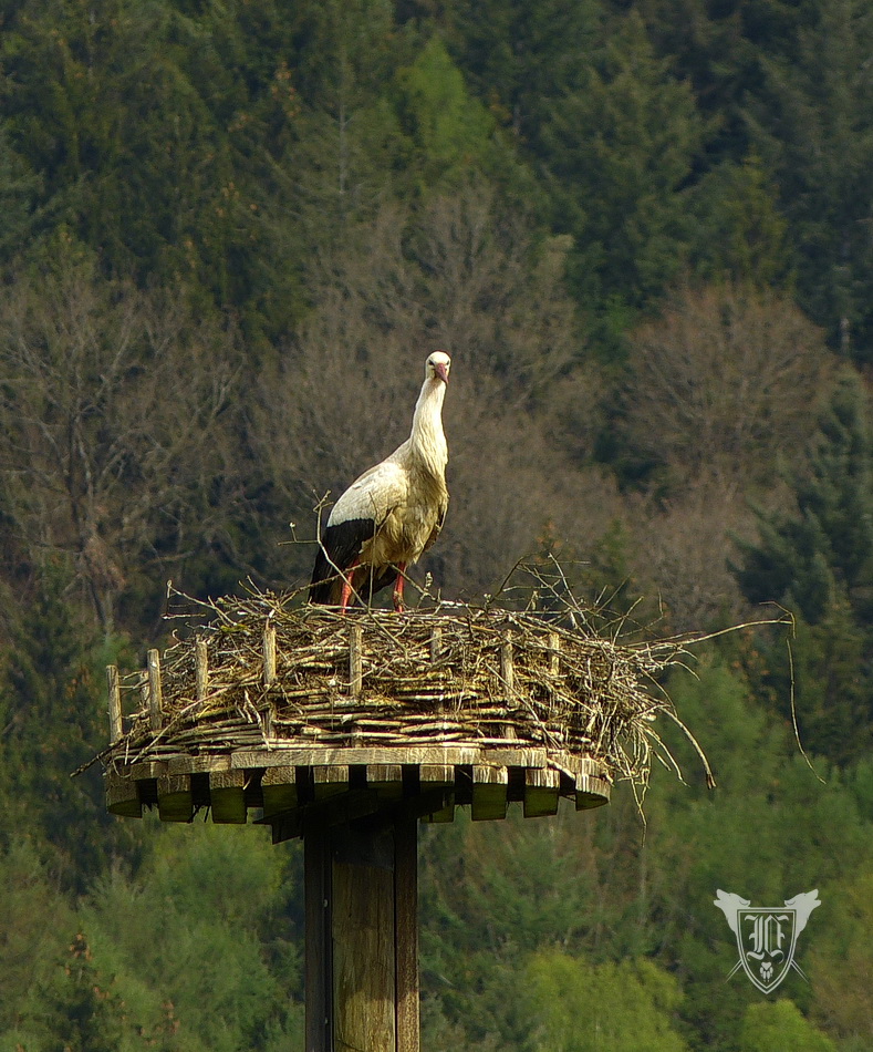 Weißstorch Foto: Jörg Ossenbühl
