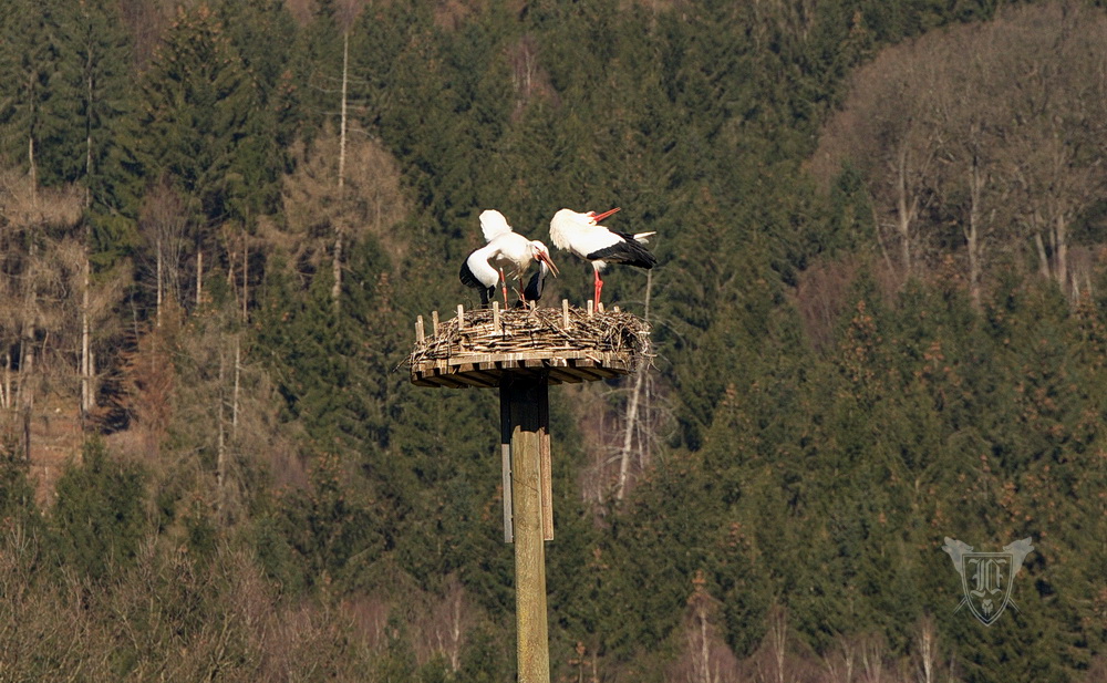 Weißstörche Foto: Jörg Ossenbühl