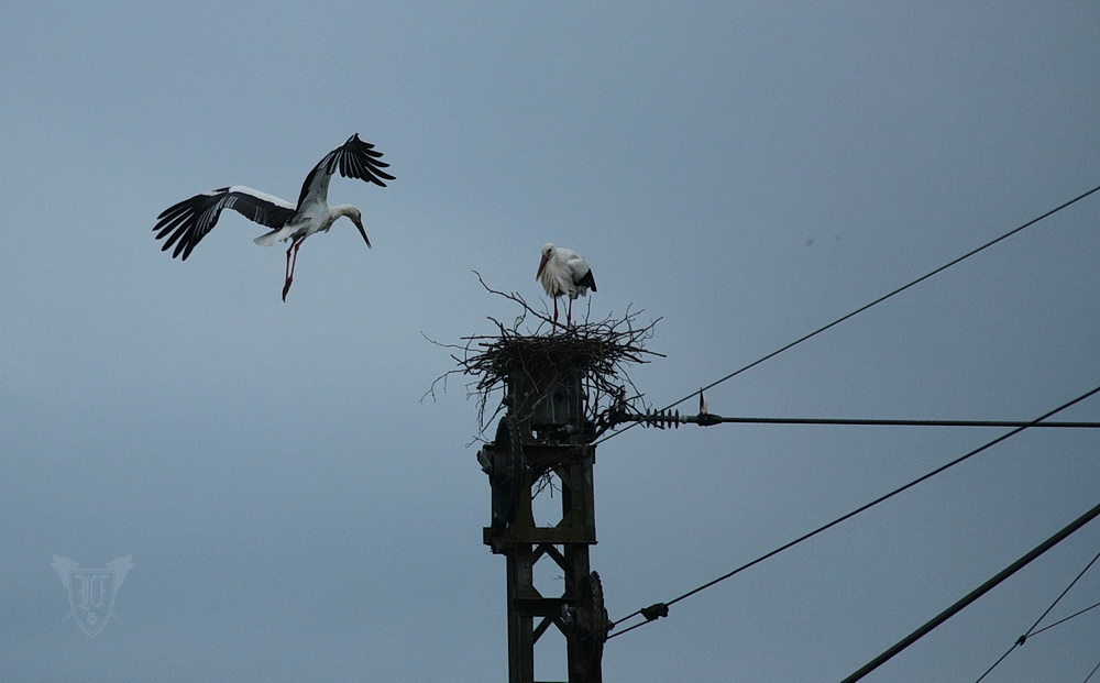 Weißstörche beim Nestbau am Bahndamm Foto: Jörg Ossenbühl