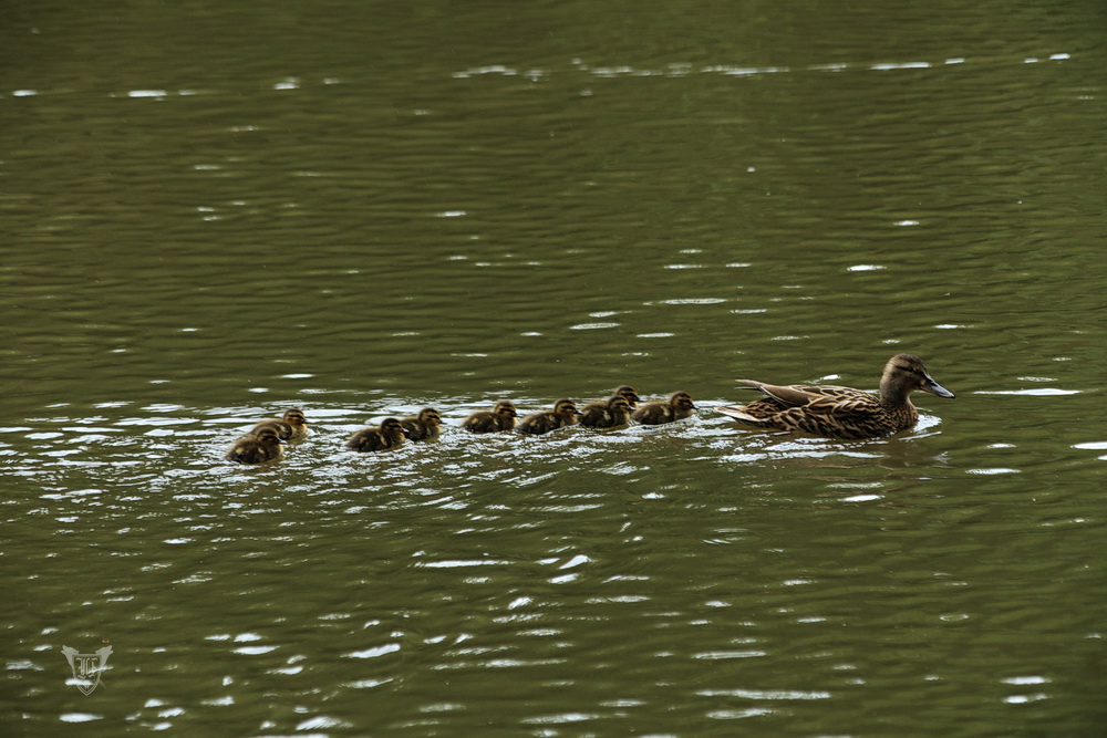 Stockente mit Nachwuchs Foto: Jörg Ossenbühl