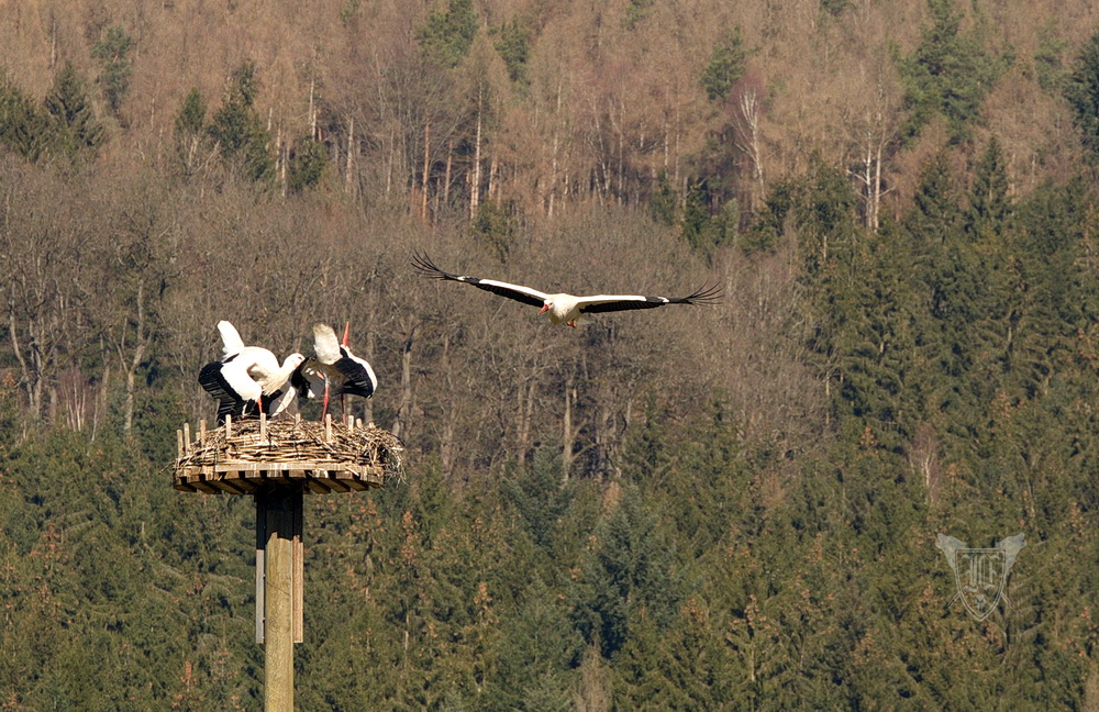 Weißstörche Foto: Jörg Ossenbühl