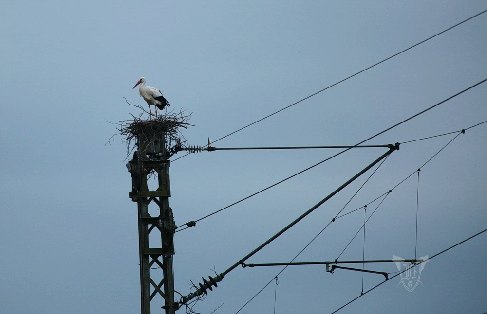 Weißstorch beim Nestbau am Bahndamm Foto: Jörg Ossenbühl