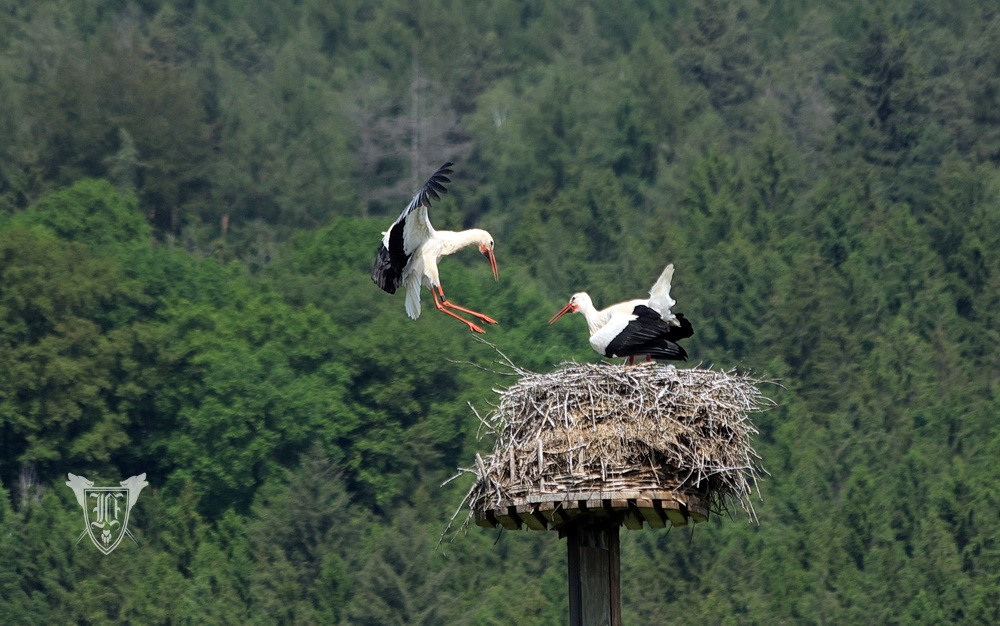 Weißstörche Foto: Jörg Ossenbühl