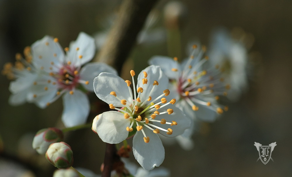 Schlehdornblüten Foto: Jörg Ossenbühl