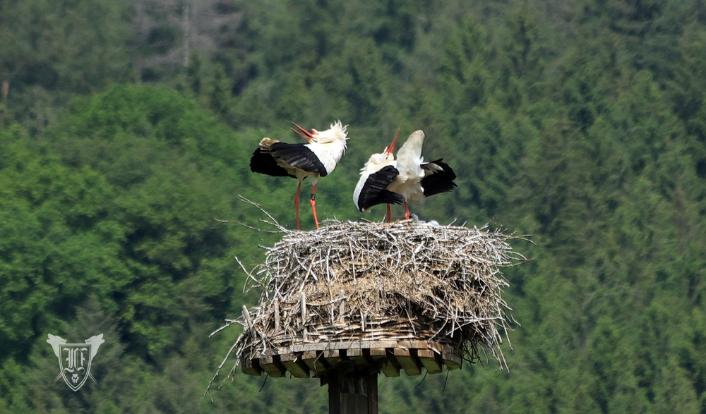 Weißstörche Foto: Jörg Ossenbühl