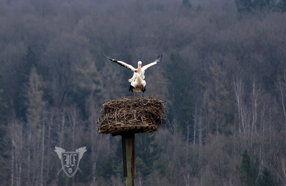 Weißstörche Foto: Jörg Ossenbühl