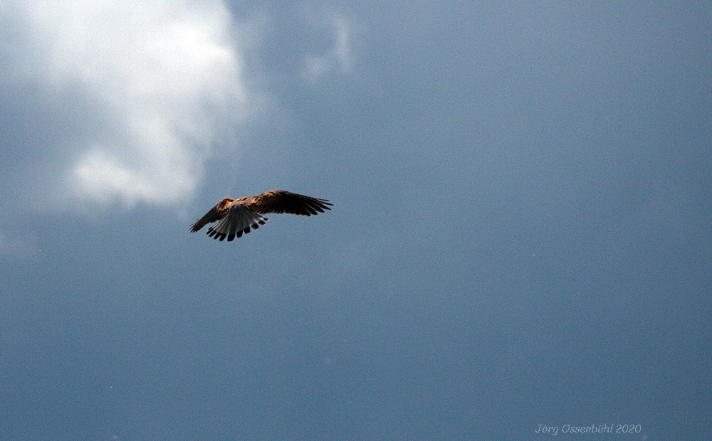 Turmfalke in der Luft Foto: Jörg Ossenbühl