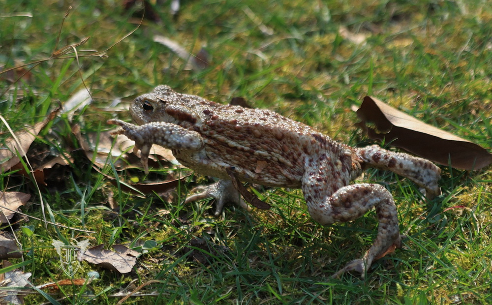 Erdkrötenmännchen Foto: Jörg Ossenbühl