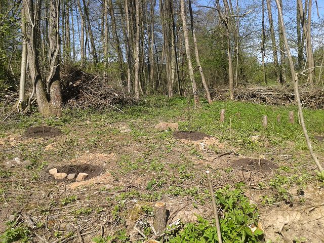 April 2018 weitere Anpflanzungen von Beerensträuchern in der Streuobstwiese an der Gartenhecke