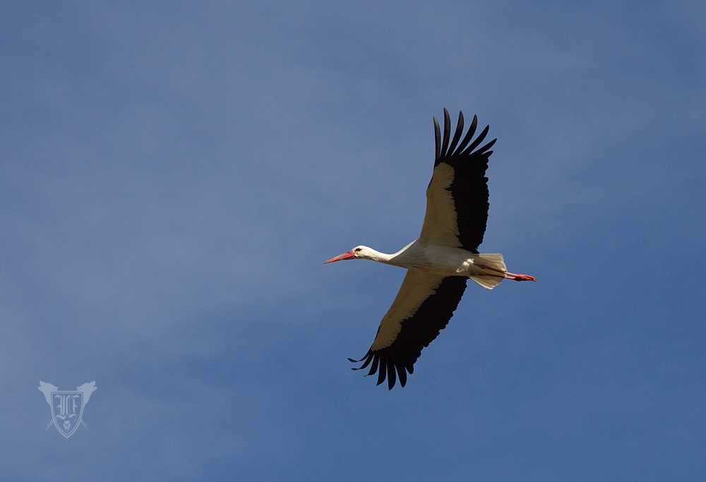 Weißstorch im Flug Foto: Jörg Ossenbühl