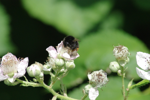 Steinhummel auf Brombeerblüte