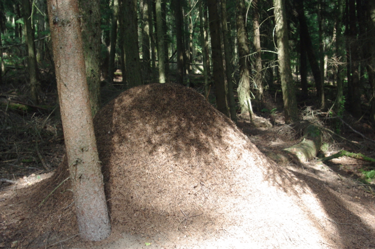 Ameisenhaufen im Schatten