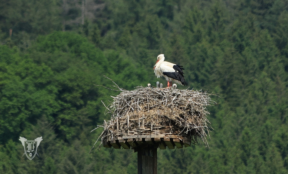 Weißstörche Foto: Jörg Ossenbühl