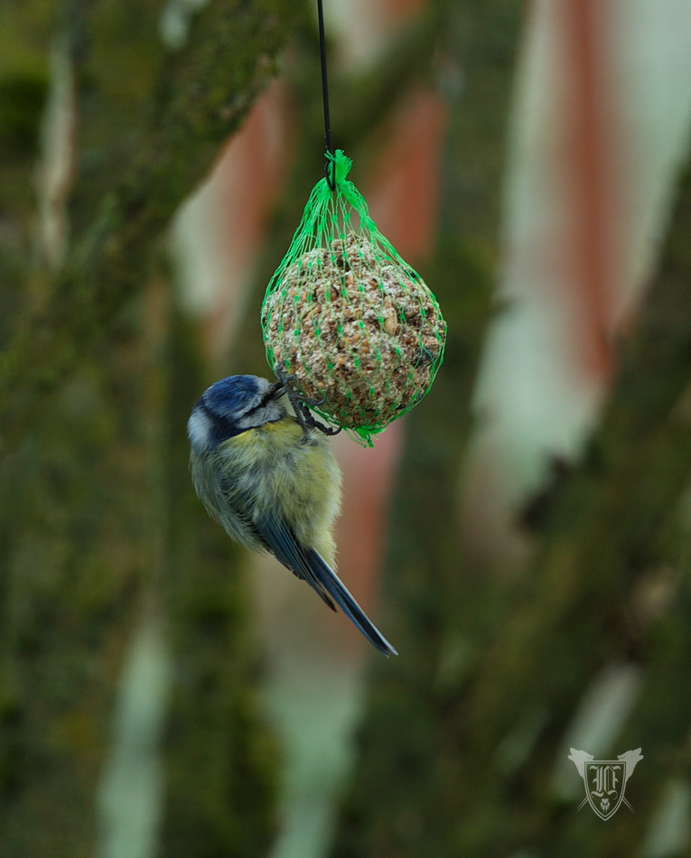 Blaumeise Foto: Jörg Ossenbühl