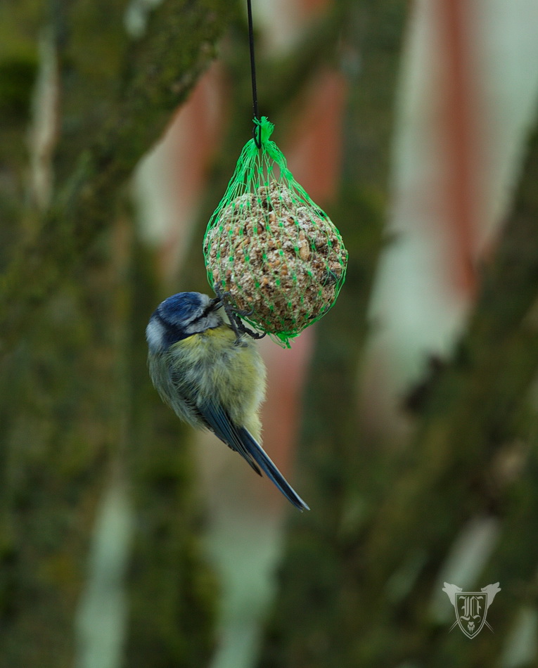 Blaumeise Foto: Jörg Ossenbühl