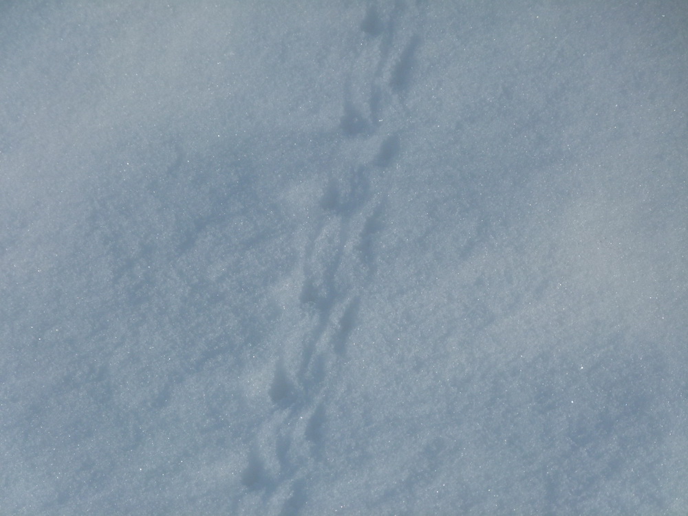 Spuren im Schnee Foto: Jörg Ossenbühl