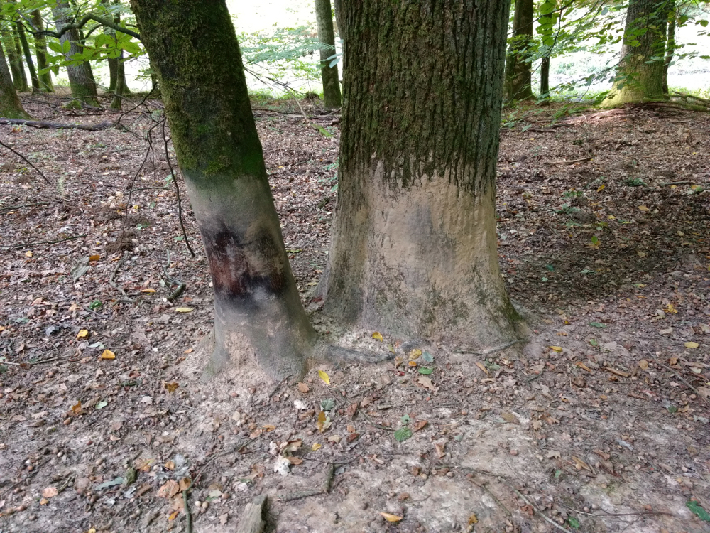 Trockenbereich für Wildschweine