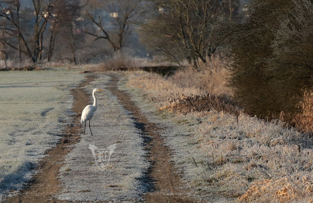 Silberreiher Foto: Jörg Ossenbühl