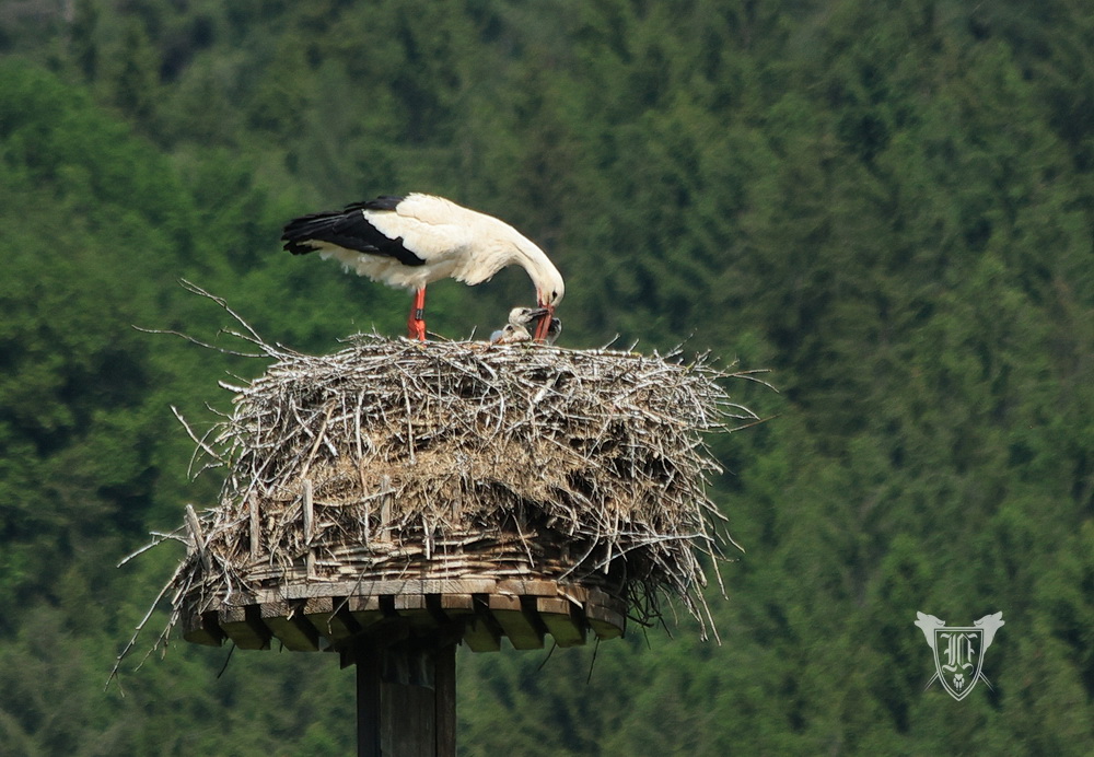 Weißstörche Foto: Jörg Ossenbühl