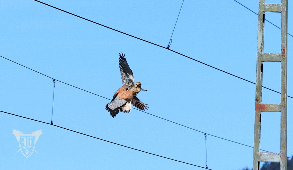 Turmfalken beim Revierkampf Foto: Jörg Ossenbühl
