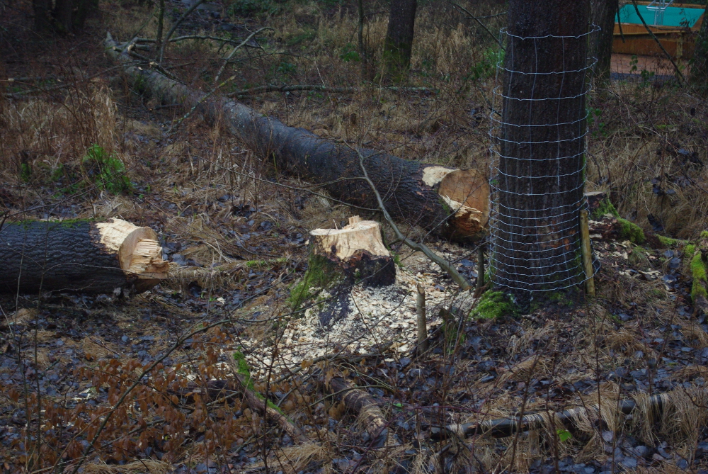 Angenagte Bäume wurden wegen Verkehrssicherungspflicht gefällt. Der dritte Baum wird mit Draht vor Biss geschützt.