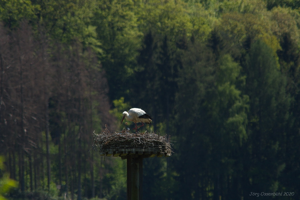Weißstorch Foto: Jörg Ossenbühl