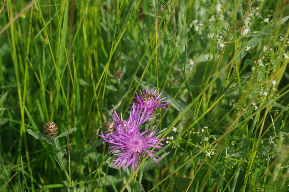 Wildbiene auf einer Wiesenflockenblume