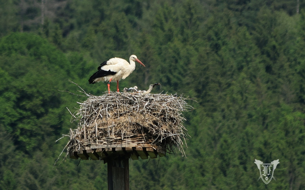 Weißstörche Foto: Jörg Ossenbühl