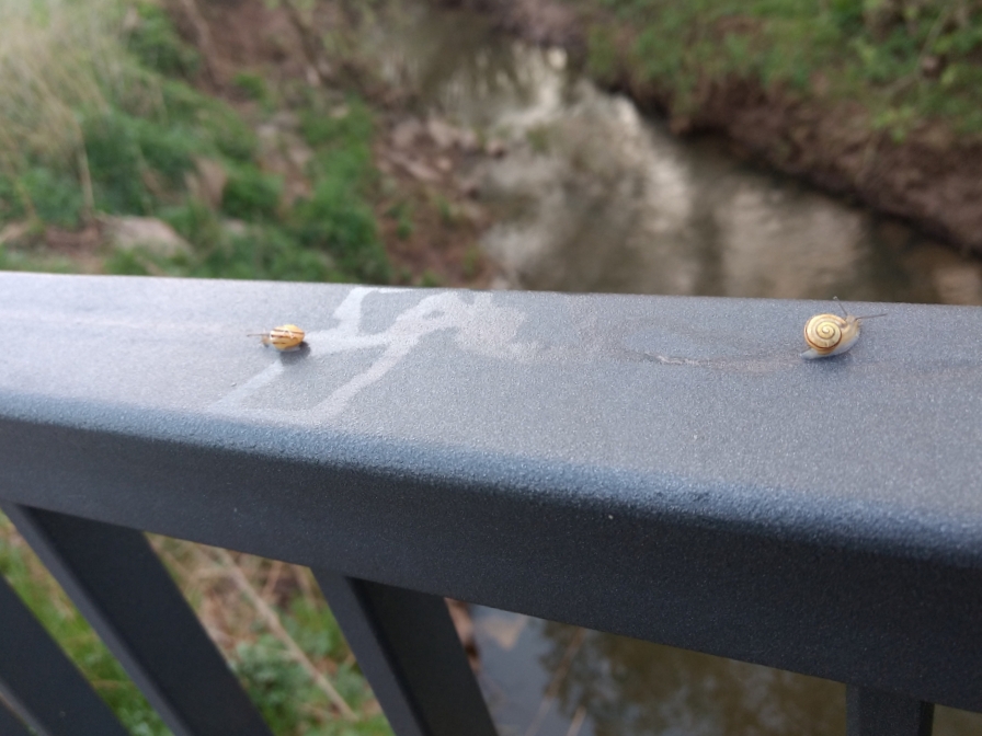 kleine Schnecken auf einem Geländer an der Salz