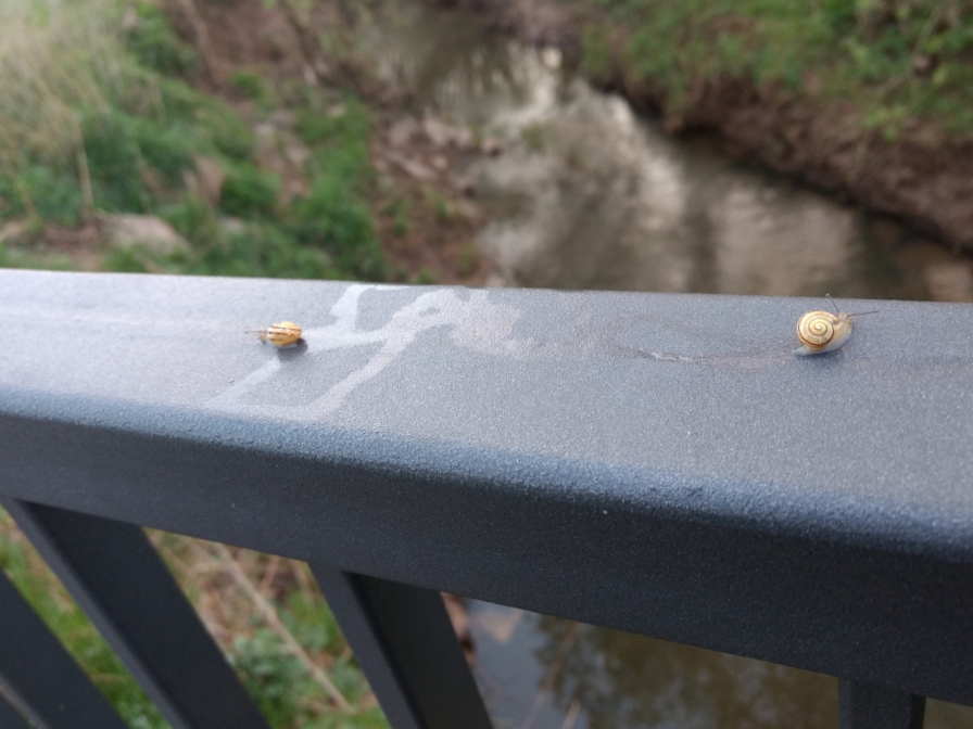 kleine Schnecken auf einem Geländer an der Salz