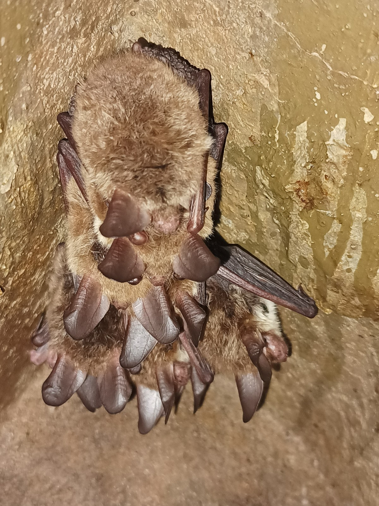 Wochenstube Bechsteinfledermäuse (Foto: Familie Hoffmann)