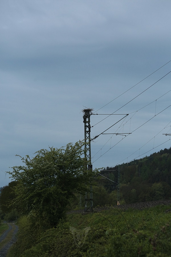 beginnender Nestbau am Bahndamm Foto: Jörg Ossenbühl