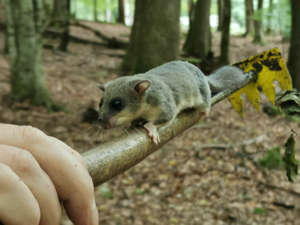 neugieriger Siebenschläfer auf dem Kratzer... (Foto: Ingrid Krieger)