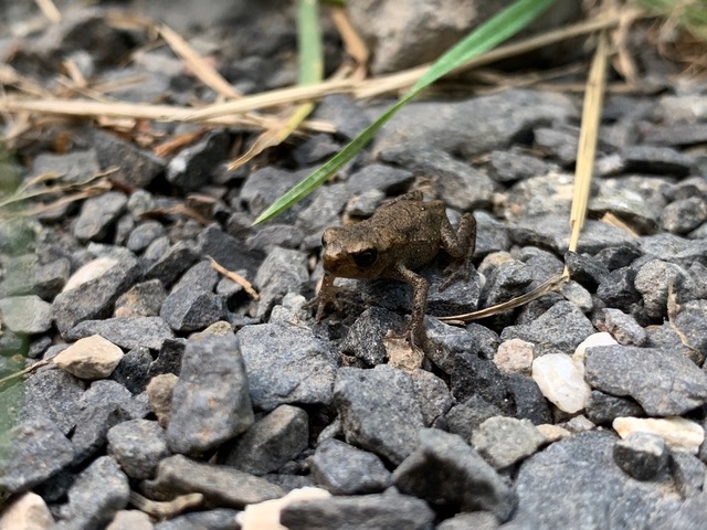 Erdkröte auf dem Schotterweg an den Hirschbornteichen Foto: Laurenz Baumann