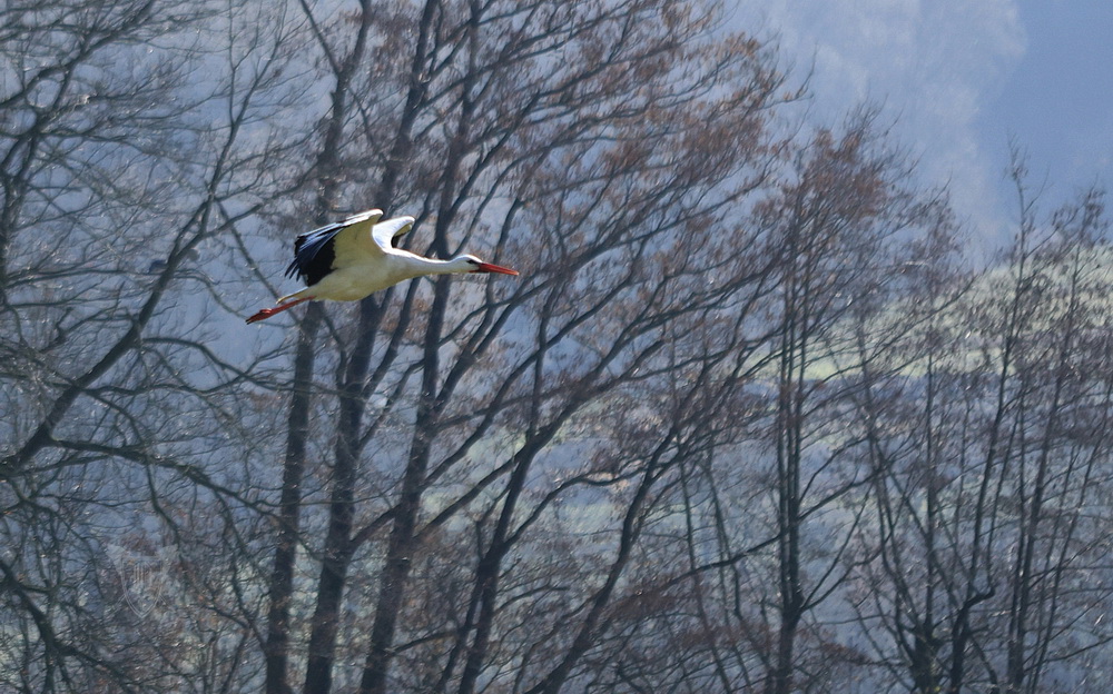 Weißstorch Foto: Jörg Ossenbühl