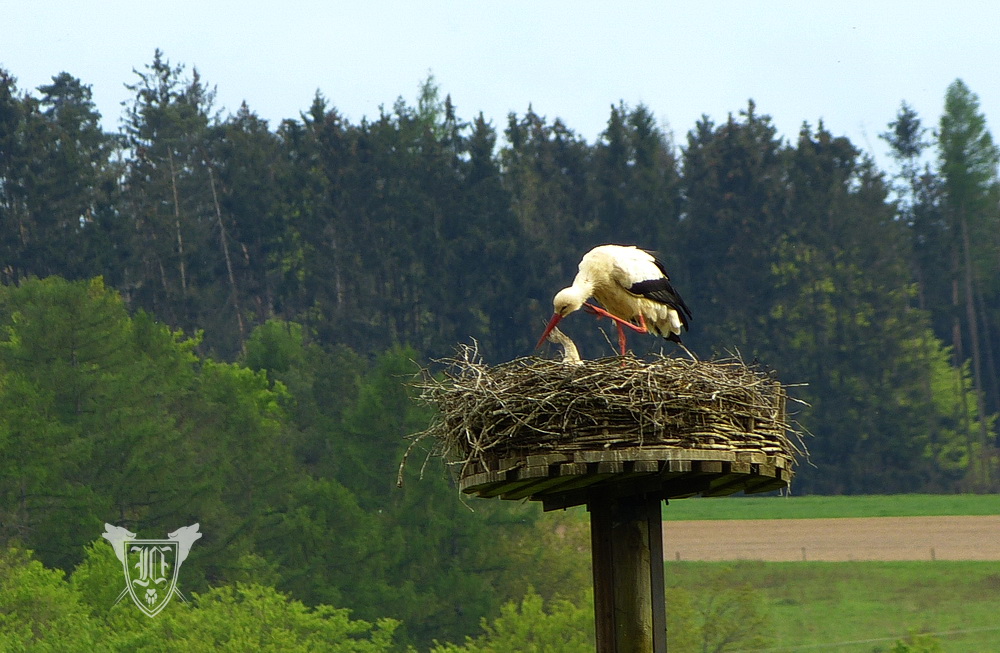 Weißstörche Foto: Jörg Ossenbühl