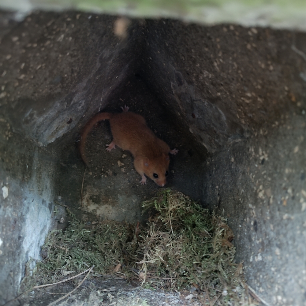 Eine Haselmaus im Nistkasten