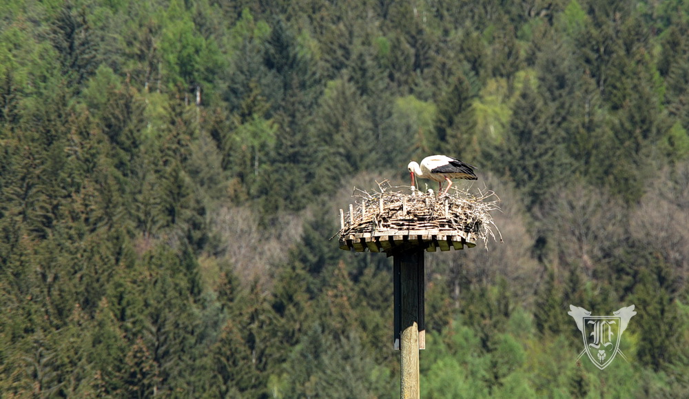 Weißstörche Foto: Jörg Ossenbühl