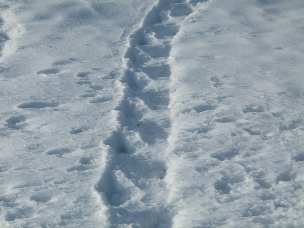 Spuren im Schnee Foto: Jörg Ossenbühl
