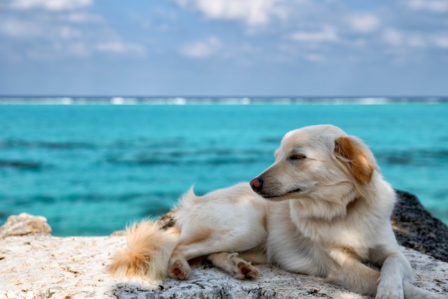 dog
