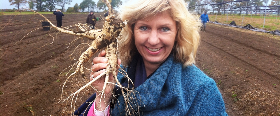 Ginsengernte bei FloraFarm, dem einzigen Ginseng-Anbau Deutschlands. 
