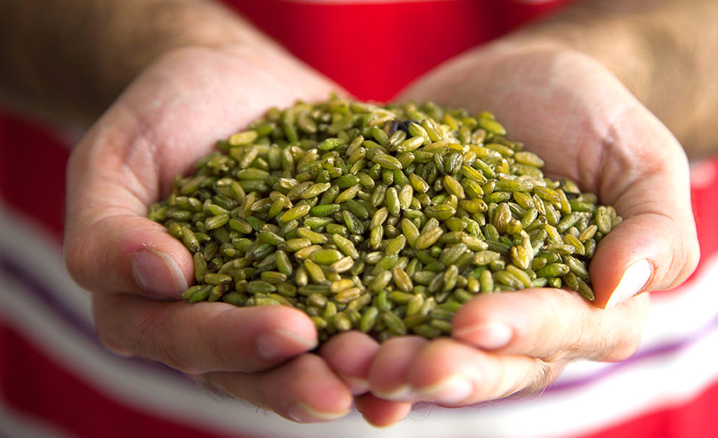FREEKEH AUS PALÄSTINA - von conflictfood.com