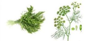 Fenchel aus eigenem Anbau von schneiderbauer-gewuerze.at