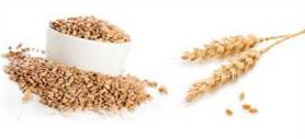 Dinkel aus eigenem Anbau von schneiderbauer-gewuerze.at