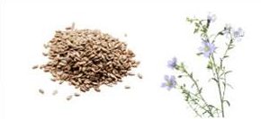 Leinsamen aus eigenem Anbau von schneiderbauer-gewuerze.at