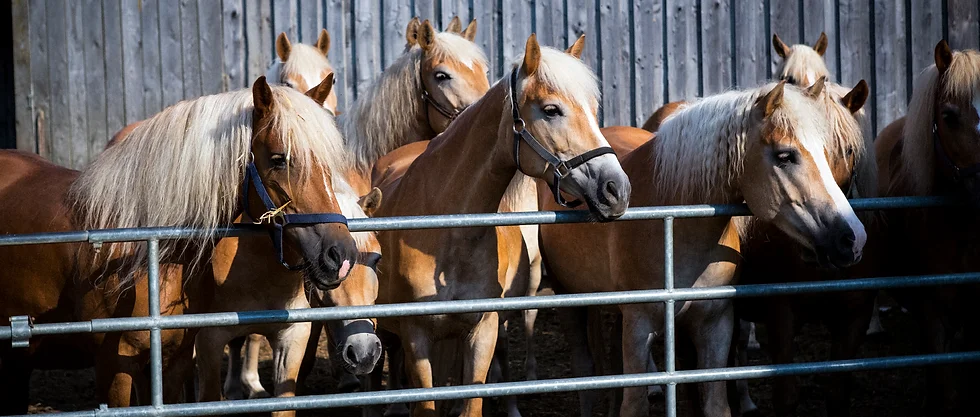 Reiten am Wegwartehof
