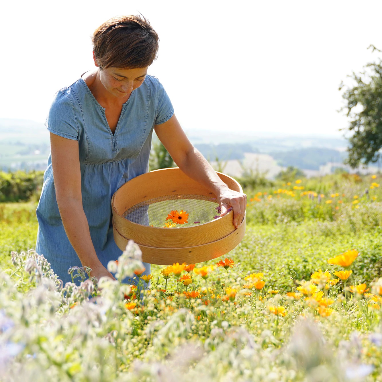 Die Kräutermanufaktur Sallmannsberg ist ein Bio-Landwirtschaftsbetrieb, der über 40 verschiedene Kräuter und Gewürze anbaut, schonend trocknet und in Handarbeit hochwertige Produkte daraus macht.