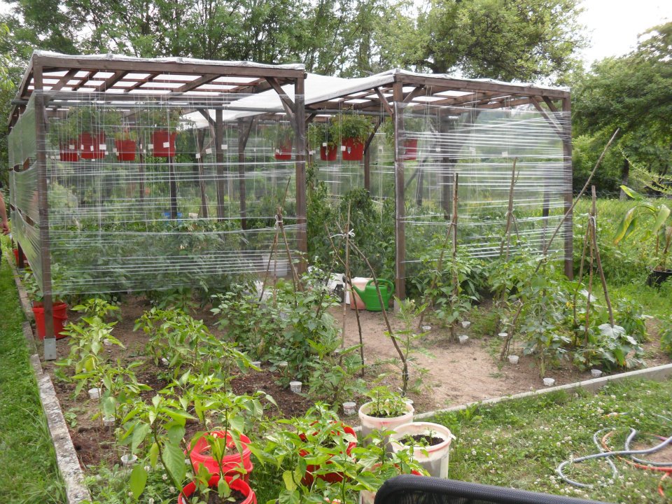 Hier wachsen die Gartenraritäten von Sandra Erlacher in Remseck am Neckar.